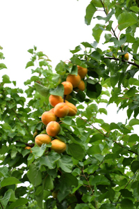 Apricot